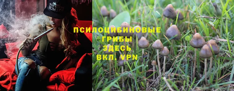 mega как зайти  Барабинск  Псилоцибиновые грибы Psilocybine cubensis 